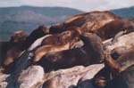 tierra del fuego - sea lions - 